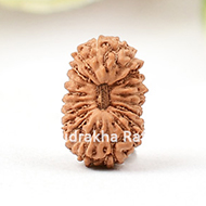 Twenty Mukhi from Java Indonesia - Small