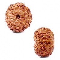 Java (Indonesian) Rudraksha