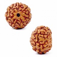 Java (Indonesian) Rudraksha