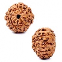 Java (Indonesian) Rudraksha