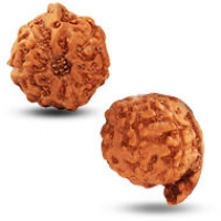 Java (Indonesian) Rudraksha
