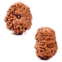 Java (Indonesian) Rudraksha