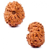 Java (Indonesian) Rudraksha