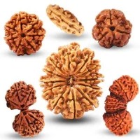Rudraksha